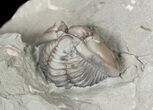 Wide, Enrolled Flexicalymene Trilobite In Shale - Ohio #52199-2
